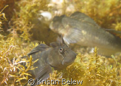 Check out his smile!!  Zebra Blenny in a tide pool near N... by Kristin Belew 